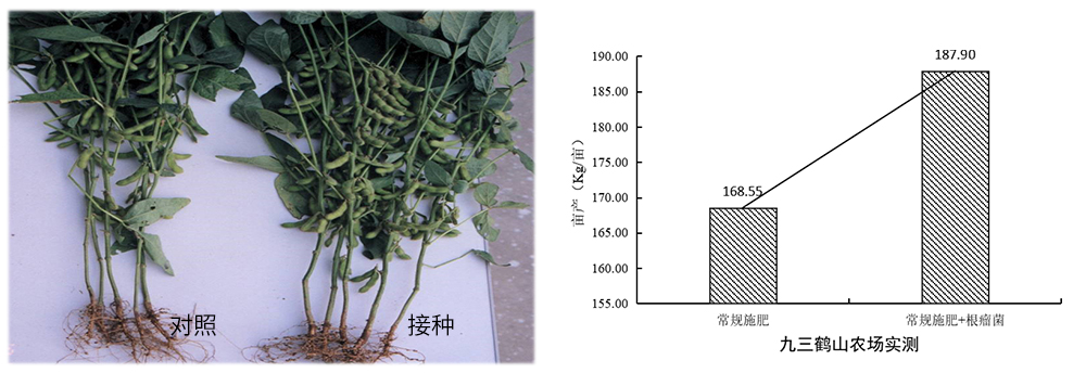 領(lǐng)先生物推進(jìn)根瘤菌劑應(yīng)用助力大豆產(chǎn)能提升